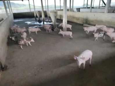Fazenda / Sítio / Chácara à venda, 284000m² no Área Rural de Vitória do Santo Antão, Vitória de Santo Antão