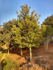 Fazenda / Sítio / Chácara com 2 Quartos à venda, 95m² no Rio Abaixo, Jacareí