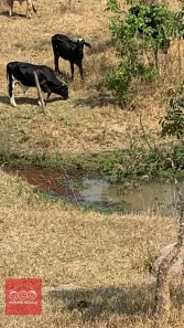 Terreno / Lote / Condomínio à venda, 20000m² no , Florestal