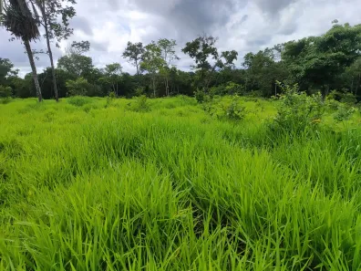 Fazenda / Sítio / Chácara com 3 Quartos à venda, 363000m² no Bezerra, Formosa