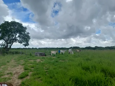 Fazenda / Sítio / Chácara com 3 Quartos à venda, 30000m² no Centro, Taipu