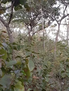Fazenda / Sítio / Chácara à venda, 8010m² no Chácaras Quedas do Descoberto, Águas Lindas de Goiás