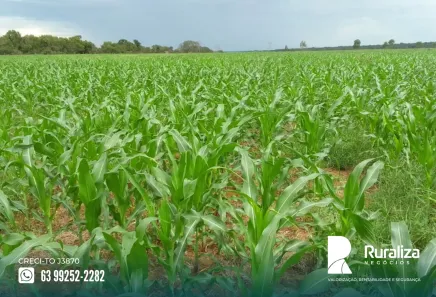 Fazenda / Sítio / Chácara à venda, 1950m² no , Paraíso do Tocantins
