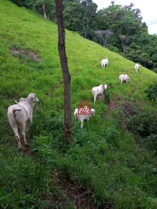 Fazenda / Sítio / Chácara com 5 Quartos à venda, 340m² no Sana, Macaé