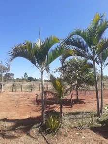 Fazenda / Sítio / Chácara à venda, 5000m² no Brazlândia, Brasília