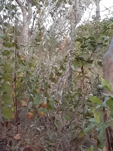 Fazenda / Sítio / Chácara à venda, 8010m² no Chácaras Quedas do Descoberto, Águas Lindas de Goiás