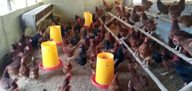 Fazenda / Sítio / Chácara com 3 Quartos à venda, 50000m² no Brazlândia, Brasília