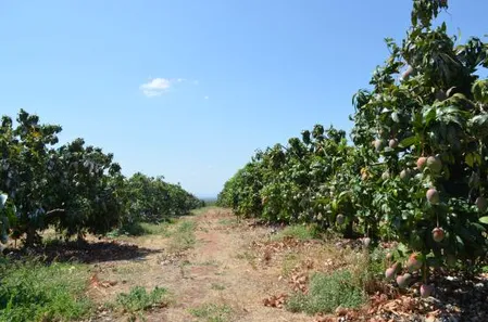 Fazenda / Sítio / Chácara à venda, 1200000m² no Área Rural de Petrolina, Petrolina