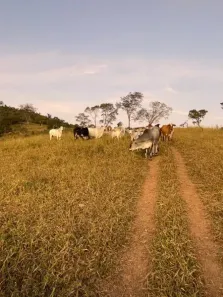 Fazenda / Sítio / Chácara à venda, 20000m² no São João Batista, Santa Luzia