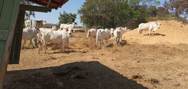 Fazenda / Sítio / Chácara com 5 Quartos à venda, 1600000m² no Área Rural de Novo Gama, Novo Gama