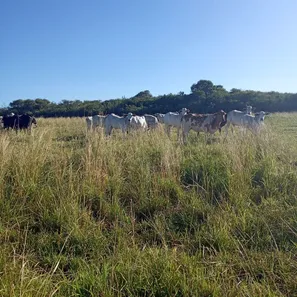 Fazenda / Sítio / Chácara com 3 Quartos à venda, 170000m² no , Vera Cruz