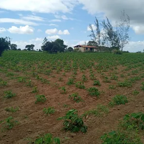 Fazenda / Sítio / Chácara com 3 Quartos à venda, 6000m² no , Vera Cruz