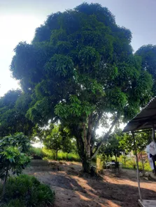 Fazenda / Sítio / Chácara à venda, 9400m² no , Pedras de Fogo