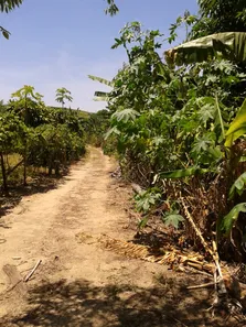 Fazenda / Sítio / Chácara com 2 Quartos à venda, 96m² no Sampaio Correia (Sampaio Correia), Saquarema