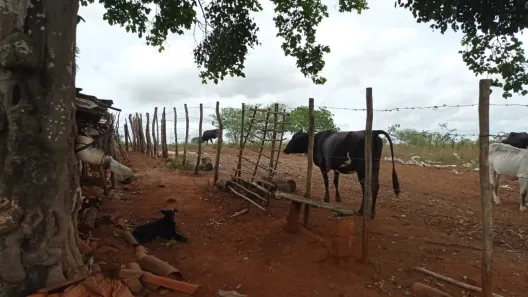 Fazenda / Sítio / Chácara com 5 Quartos à venda, 360000m² no , Passira
