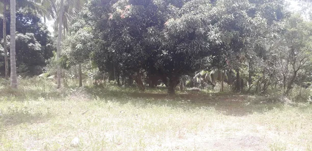 Terreno / Lote / Condomínio à venda, 10000m² no Várzea da Meira (Monte Gordo), Camaçari