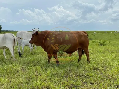 Fazenda / Sítio / Chácara com 3 Quartos à venda, 800m² no Bela Vista, Paraíso do Tocantins