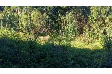 Fazenda / Sítio / Chácara à venda, 1922m² no Jardim Amélia, Pinhais