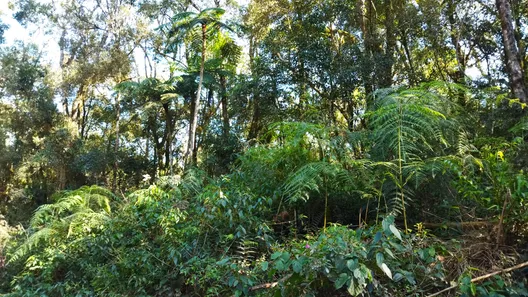 Fazenda / Sítio / Chácara com 1 Quarto à venda, 20000m² no , Campo Largo
