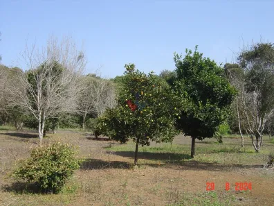 Galpão / Depósito / Armazém à venda, 84000m² no São Silvestre (Campo Largo), Campo Largo