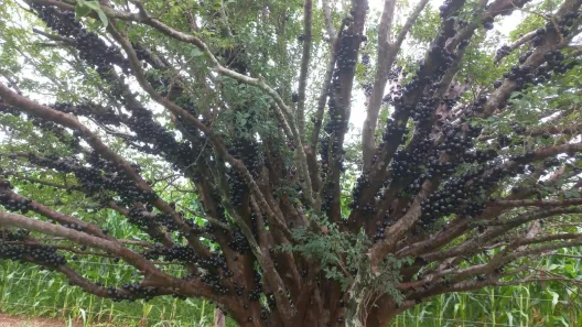 Fazenda / Sítio / Chácara com 3 Quartos à venda, 50000m² no Brazlândia, Brasília