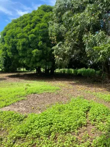 Fazenda / Sítio / Chácara com 3 Quartos à venda, 500000m² no Setor Nordeste, Formosa