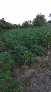 Fazenda / Sítio / Chácara com 5 Quartos à venda, 16000m² no , Conde