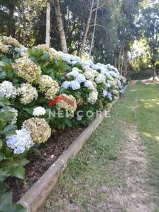 Fazenda / Sítio / Chácara com 3 Quartos à venda, 500m² no Campestre da Faxina, São José dos Pinhais