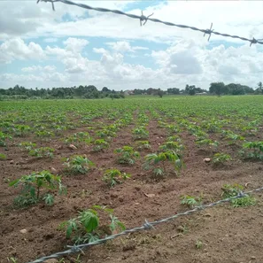 Fazenda / Sítio / Chácara com 3 Quartos à venda, 6000m² no , Vera Cruz