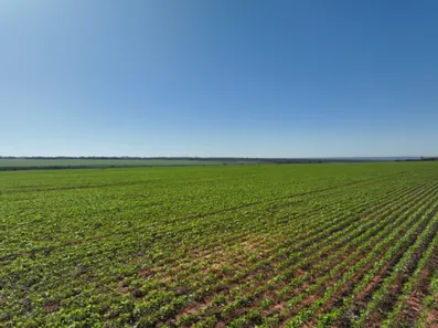 Fazenda / Sítio / Chácara com 5 Quartos à venda, 577m² no Campos do Iguaçu, Foz do Iguaçu