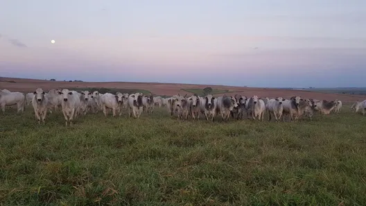 Fazenda / Sítio / Chácara à venda, 28320000m² no , Pompéia