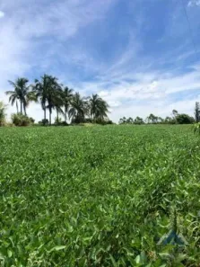 Fazenda / Sítio / Chácara com 2 Quartos à venda, 151m² no Rural, Alvorada do Sul