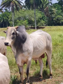 Fazenda / Sítio / Chácara à venda, 304920m² no Centro, Mata de São João