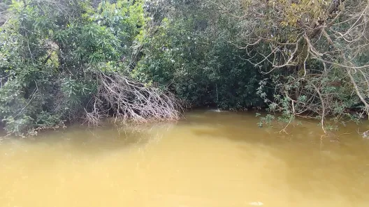 Fazenda / Sítio / Chácara com 4 Quartos à venda, 20000m² no Ponte Alta Norte, Brasília