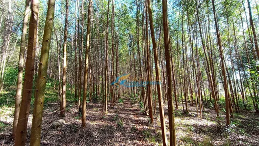 Fazenda / Sítio / Chácara à venda, 1365m² no São Salvador, Cascavel