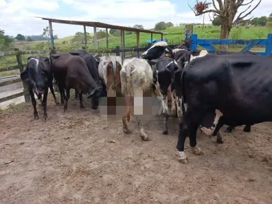 Fazenda / Sítio / Chácara com 5 Quartos à venda, 650000m² no Pau Ferro, Quipapá