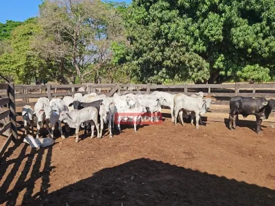 Fazenda / Sítio / Chácara à venda, 500m² no , Rio Sono