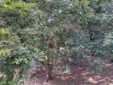 Apartamento com 3 Quartos para alugar, 50m² no Vila Bossi, Louveira