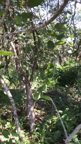 Terreno / Lote / Condomínio à venda, 1184m² no Busca Vida (Abrantes), Camaçari