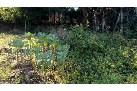 Fazenda / Sítio / Chácara à venda, 1922m² no Jardim Amélia, Pinhais