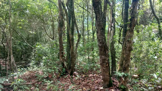 Fazenda / Sítio / Chácara com 2 Quartos à venda, 190000m² no Brazlândia, Brasília