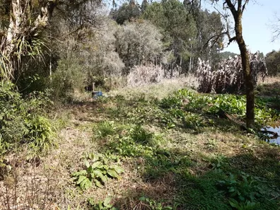 Fazenda / Sítio / Chácara com 3 Quartos à venda, 6000m² no , Contenda