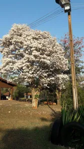 Fazenda / Sítio / Chácara com 3 Quartos à venda, 1750m² no Jundiaquara, Araçoiaba da Serra