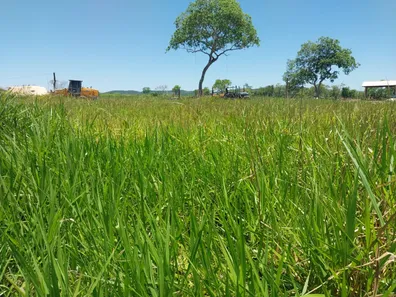 Fazenda / Sítio / Chácara com 3 Quartos à venda, 700000m² no , Anastácio