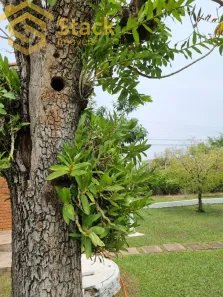 Fazenda / Sítio / Chácara com 5 Quartos à venda, 400m² no Parque dos Cafezais I, Itupeva