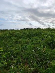 Fazenda / Sítio / Chácara com 4 Quartos à venda, 3260000m² no sítio 304, 