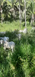 Fazenda / Sítio / Chácara com 2 Quartos à venda, 10160000m² no , Padre Bernardo