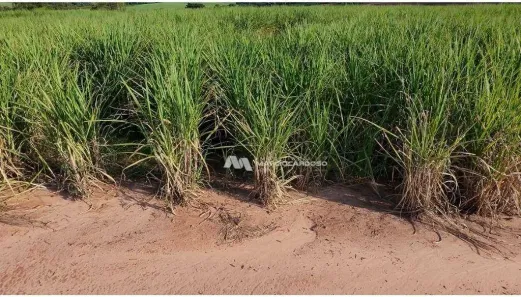 Fazenda / Sítio / Chácara com 3 Quartos à venda, 500m² no Monte Azul Paulista, Monte Azul Paulista