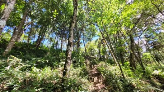 Terreno / Lote / Condomínio à venda, 63000m² no Jardim da Colina, Campina Grande do Sul