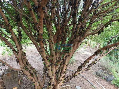 Fazenda / Sítio / Chácara com 3 Quartos à venda, 6m² no Jardim Porangaba, Águas de São Pedro